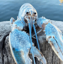 Blue Lobster Lobster GIF - Blue Lobster Lobster Cotton Candy Lobster GIFs