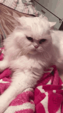 Mad Cat GIF - Mad Cat Angry GIFs