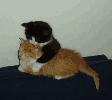 Cats GIF - Cats GIFs