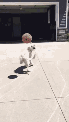 a white dog is playing with a basketball on a concrete driveway .