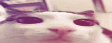 Cat Simasimasima GIF