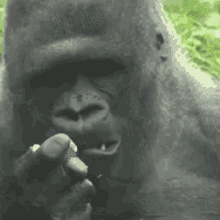 tusareve monkey gorilla umm