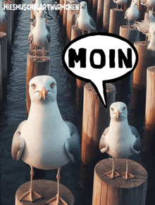 Moin Nordsee GIF