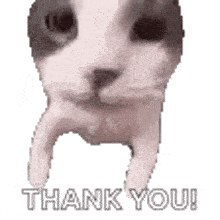 a cat is saying thank you with its paws up .