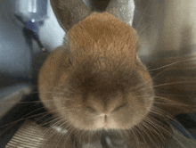 a close up of a brown rabbit 's face with a blurred background