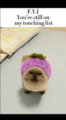 a cat is wearing a purple hat and a sweater .