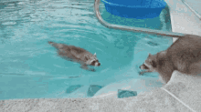 Raccoon Swim GIF - Raccoon Swim Pool GIFs