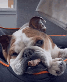 Pet Lover GIF - Pet Lover Funny GIFs