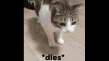 Dies Trifecta Cat GIF