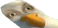 a close up of a goose 's face with a yellow beak