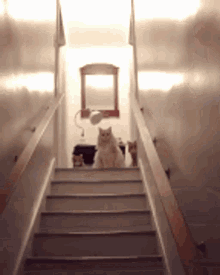 Council Of Cats Cat GIF - Council Of Cats Cat Cats GIFs