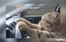 Kitty Driver How Can That Be GIF - Kitty Driver How Can That Be GIFs
