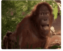 Hahaha Monkey GIF - Hahaha Monkey Laughing GIFs