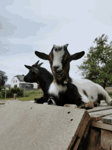 Chèvre Goat GIF
