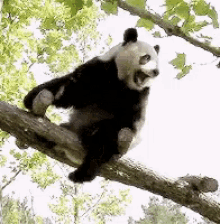 Panda Tree GIF