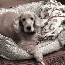 a cocker spaniel laying in a dog bed with a blanket on top of it