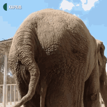 Kharkiv Elephant GIF - Kharkiv Elephant Ass GIFs