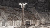 a man stands next to a giraffe behind a fence