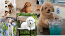 All Of Dogs GIF - All Of Dogs GIFs