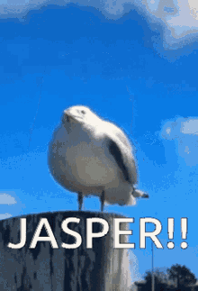 Jasper Screaming GIF - Jasper Screaming Oddlylinda GIFs