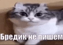 a cat is sitting in a box and looking at the camera with a caption in russian .