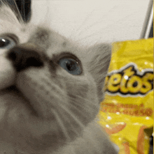 Knishes Cat GIF - Knishes Cat Silly Cat GIFs