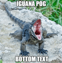 Iguana Poggers GIF - Iguana Poggers Pog GIFs
