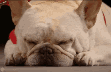 Puppy Dog GIF - Puppy Dog Sleepy GIFs