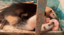 a group of anteaters are laying on top of each other in a wooden box .