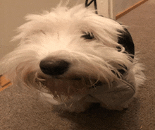 Dog Wide GIF - Dog Wide Confused GIFs