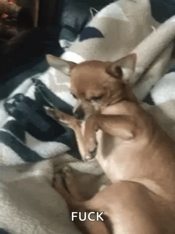 Fucked By Dog Porn - Fuck Dog GIF - Fuck Dog Funny Animals - Discover & Share GIFs