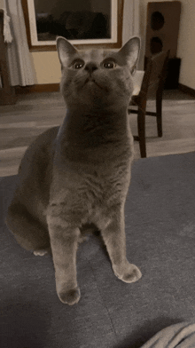 Gulp Cat GIF - Gulp Cat Scared Cat GIFs