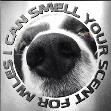 I Can Smell Your Scent For Miles Meme Dog Nose Meme GIF - I Can Smell Your Scent For Miles Meme Dog Nose Meme Atra Bilis GIFs