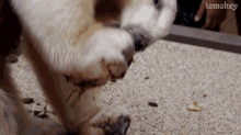 a close up of a dog 's paw with tomokey written on the bottom right