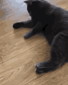 Come Back Cat Catch Duckling GIF - Come Back Cat Catch Duckling Cat GIFs