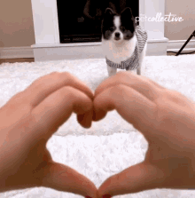 a person making a heart shape with their hands in front of a dog that is wearing a pet collective shirt