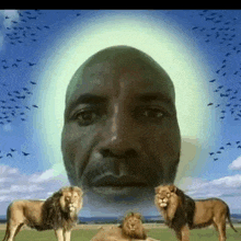 a man 's face is surrounded by lions in a field