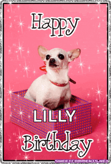 a happy lilly birthday card with a chihuahua