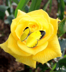 Good Morning Yellow Rose GIF - Good Morning Yellow Rose Butterfly GIFs