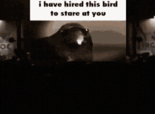 I Have Hired This Bird To Stare At You Bird GIF - I Have Hired This Bird To Stare At You Bird Stare GIFs