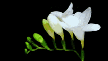 Xianhua Flowers GIF - Xianhua Flowers Bloom GIFs
