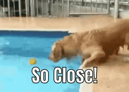 So Close Dog GIF - So Close Dog Swimming Pool GIFs
