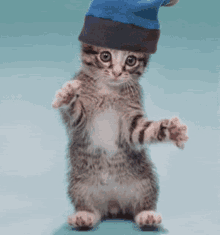 Dancing Kitty GIF - Dancing Kitty Cat GIFs