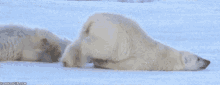Dragging Polar Bear GIF - Dragging Polar Bear Beard GIFs