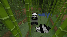 panda minecraft panda bamboo