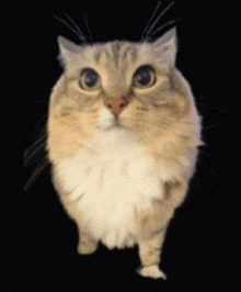 a fluffy cat with a black background is looking at the camera