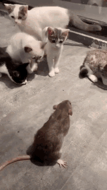 Cat Slaps Rat Cat And Rat GIF