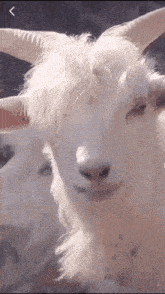 Goat Smile GIF - Goat Smile Flirt GIFs