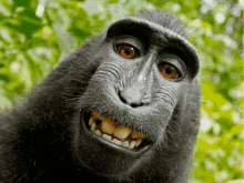 You Monkey GIF - You Monkey Absolute GIFs