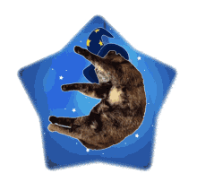 cat love star magic